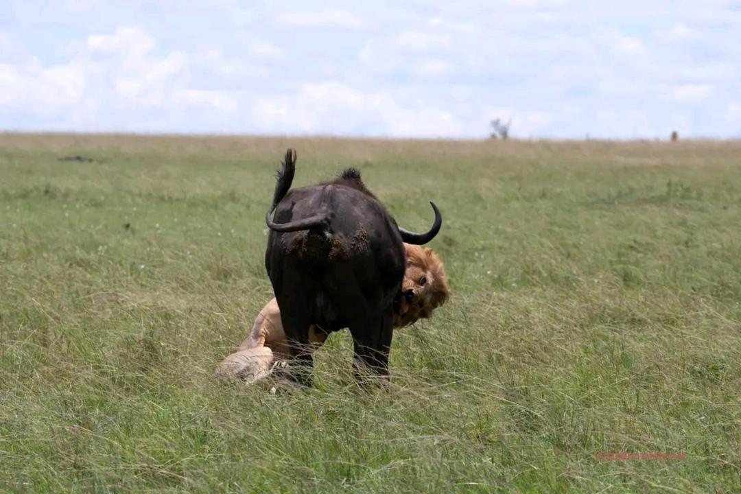 Ilkerin Camp Maasai Mara Bed & Breakfast Sekenani Eksteriør bilde