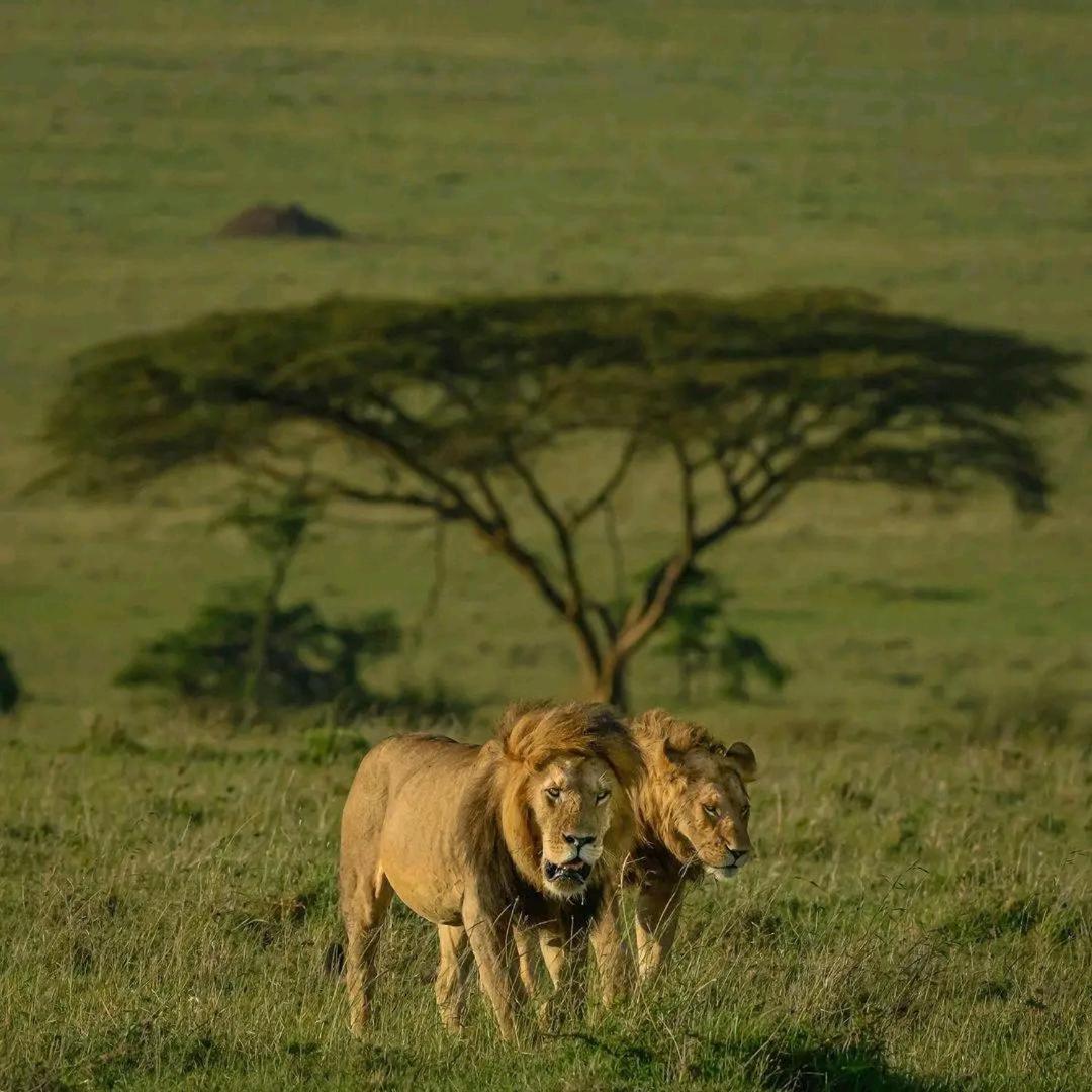 Ilkerin Camp Maasai Mara Bed & Breakfast Sekenani Eksteriør bilde