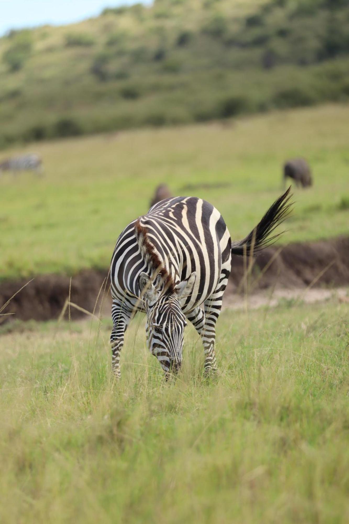 Ilkerin Camp Maasai Mara Bed & Breakfast Sekenani Eksteriør bilde